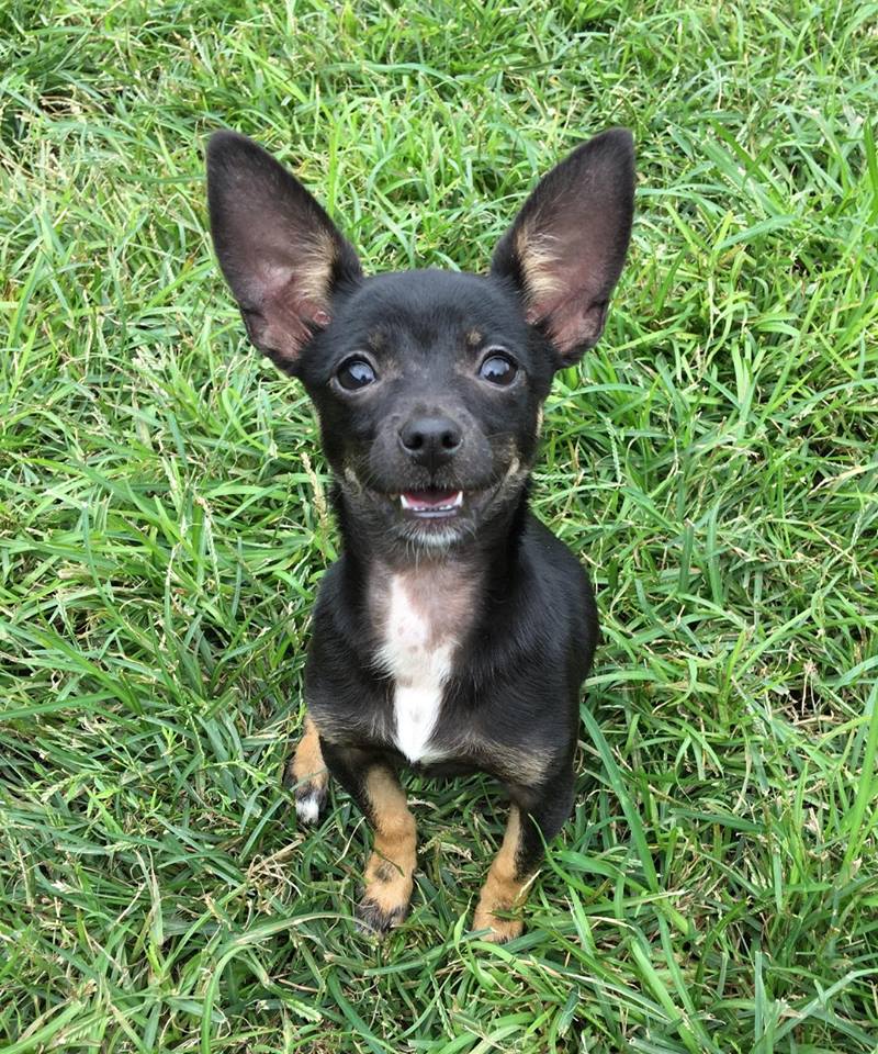 27 Pet Adoption Events Charlotte Nc Photos